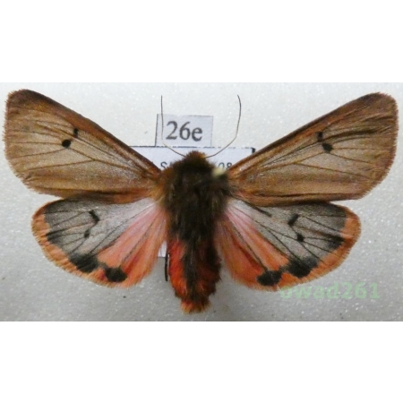 Phragmatobia fuliginosa (Linnaeus, 1758) Poland26e